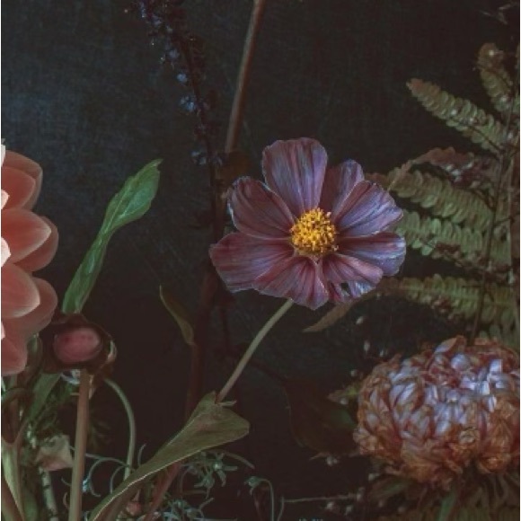 Meet your Posher, Tiyana - Picture 1 of 1